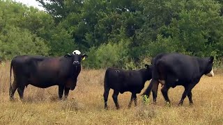 North Texas Cattle Rancher Thrives By Going Native [upl. by Ahsekat]