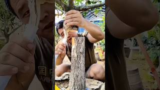 The Next Level Of Grafting Techniques farming bonsai magic [upl. by Jenine]