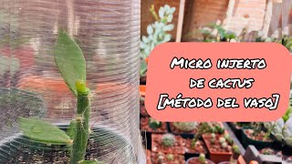 Micro injerto en Pereskiopsis MÉTODO DEL VASO [upl. by Reivilo]