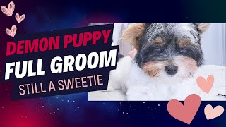 Dog Grooming Full Groom Grooming a DIFFICULT puppy [upl. by Shulock]