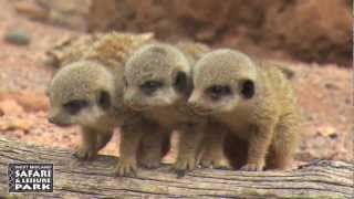 Baby Meerkats at West Midland Safari Park [upl. by Ecinnaj]