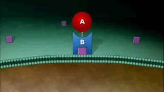 AB Toxin Exotoxin Animation Video [upl. by Greenquist]