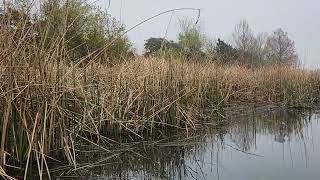 Marsh Wren Song  20240312 094940 [upl. by Eirrahs588]