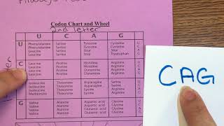 Reading a Codon Chart [upl. by Jonette330]