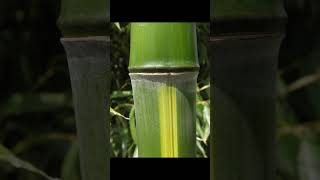 Phyllostachys vivax huangwenzhu 黄纹竹 yellow striped Chinese timber bamboo [upl. by Esilec]