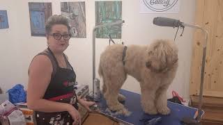 How to Groom Your Australian Labradoodle [upl. by Thurber]