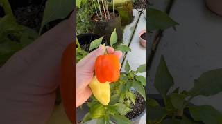 Sweet pepper 甜椒 homegrown plants vegetables garden [upl. by Dallman939]