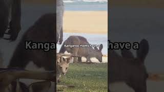 Amazing Kangaroo Facts facts wildlife nature youtubeshorts education animals australia [upl. by Amla]