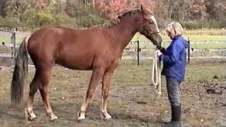 WELSH COB SOLD  Black Swan Syr Dylan [upl. by Bullis]