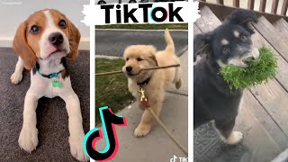 Funny DOGS of TikTok  Cute Puppies  Best Doggos of TIK TOK Compilation [upl. by Meelak244]