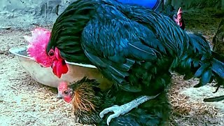 How chicken do Mating  chicken breeding  austroolpe rooster mating [upl. by Aicrop]