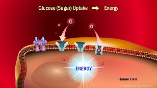 The Role of Insulin in the Human Body [upl. by Reade830]