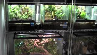 Breeding Center Update  Frog Room [upl. by Llenrahc]