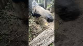 Meet the Anteater A Fascinating Creature [upl. by Tomasina]