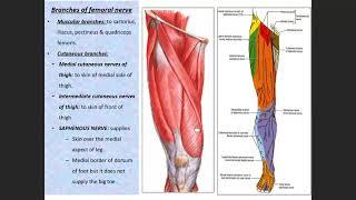 Nerves of lower limb 1 [upl. by Silrac]