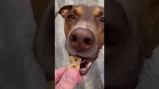 Gentle Treat Time Phryne’s Sweet Dog Cookie Moment [upl. by Oesile]