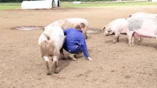 This is British Pig Farming [upl. by Margarette220]