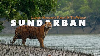 MYSTERIOUS SUNDARBAN  Complete Tour Guide  Largest Mangrove Forest In The World  West Bengal [upl. by Suidaht99]