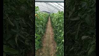 Tomato farming care tricks  us farming secrets shorts agriculture farming [upl. by Ita]