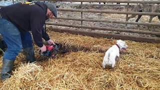 Rats caught on a farm ratting with terriers [upl. by Flavio]