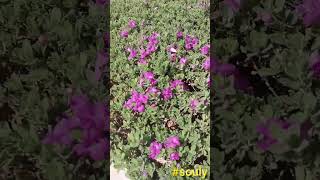 Leucophyllum Frutescens souly shortvideos qatar [upl. by Eva641]