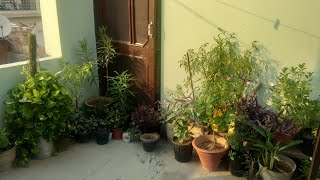 garden overviewterrace gardenplants [upl. by Oileve]