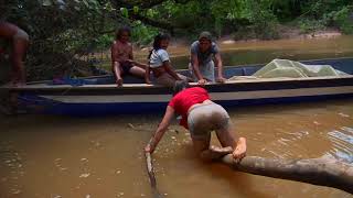 Amazon Diaries Collecting yucca from uncontacted tribes territory [upl. by Annekahs]