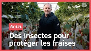 Comment lintroduction dun insecte dans les serres bretonnes de Savéol élimine les pucerons [upl. by Aehsel366]