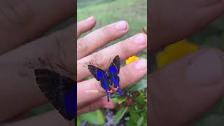 Blue doctor butterfly  Rhetus periander [upl. by Aenyl351]