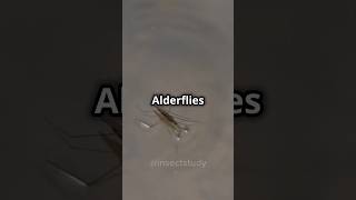 How alderfly involved to ecosystem insects animals shorts facts [upl. by Ava7]