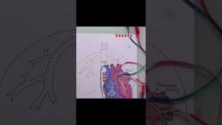 Blood flow in heart oxygenated and deoxygenated [upl. by Anilejna]