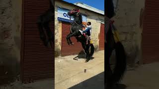 Ghoda  Horse  Horse video  Ghoda na video  Kathiyawadi horse  Fuleku  Status horse sho [upl. by Primrose]