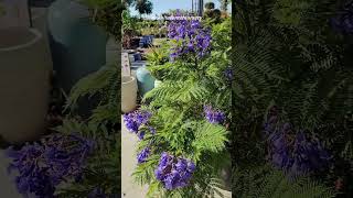 Bonsai Blue Dwarf Jacaranda [upl. by Benildas627]