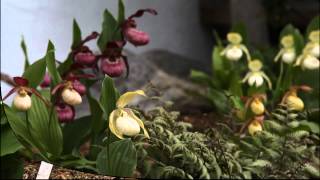 A bed especially for hardy ladys slipper orchids [upl. by Wiatt]