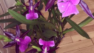 How I care for miltonia Orchid care light watering fertilizing repotting Miltonia Bluntii [upl. by Indys]