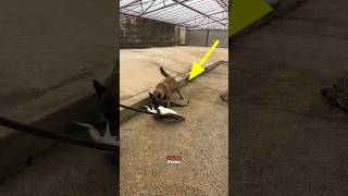 Crocodile attack on dog shortsvideo [upl. by Sivam]