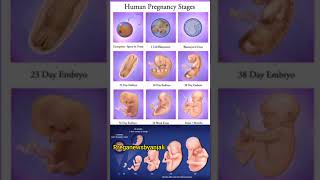 Foetus development in moms womb week by week pregnancy 💯🥰shortsfeed pregnancy cutebaby [upl. by Elkraps]