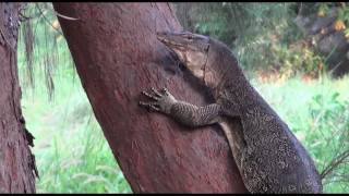 Abenteuer unglaublich am Rande des Urwalds Tioman Island Malaysia 5 Teil mit Sony CX 550 u CX 115 [upl. by Laemaj]