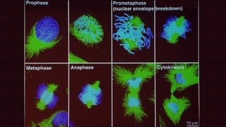 Genes Genomes and Human Disease Part 1 [upl. by Lettig]