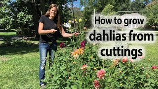 Learn How To Grow Dahlias From Cuttings In This Easytofollow Guide [upl. by Neelear]