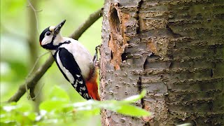 Der Buntspecht im Hardtbergwald  great spotted woodpecker [upl. by Dugald995]