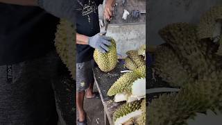 Giant Durian Fruit Cutting In Thailand  Fruit Cutting Skills [upl. by Erick630]