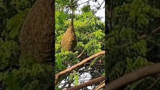 Weaver bird at work 织布鸟在工作 Burung penenun sedang berkerja [upl. by Nirahs]