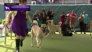 Anatolian Shepherd Dogs  Breed Judging 2023 [upl. by Ikim405]