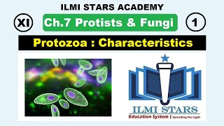 General Characteristics of Protozoa Class 11 Biology Chapter 7 Protists and Fungi [upl. by Wyatan]