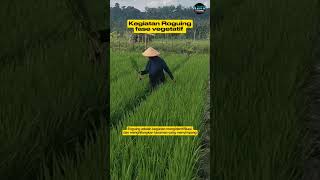 Kegiatan roguing pada fase vegetatif padi produsenbenih vub benihunggul [upl. by Moreland]