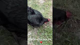 Henhouse chickliving Bigmama [upl. by Atekram]