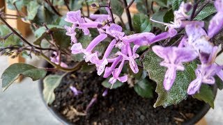 Plectranthus ‘Mona Lavender’ Beautiful Purple Flower For Houseplant [upl. by Wilkey599]