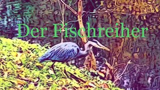 Der Fischreiher… [upl. by Jempty]