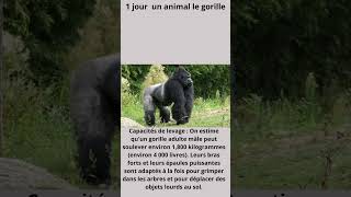 Gorilla Fighting Epic Battles of Powerful Primates [upl. by Annaek]